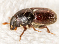 Scolytus intricatus